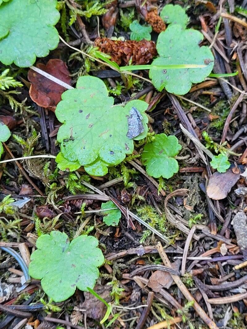 Mitella nuda — related species from the same genus