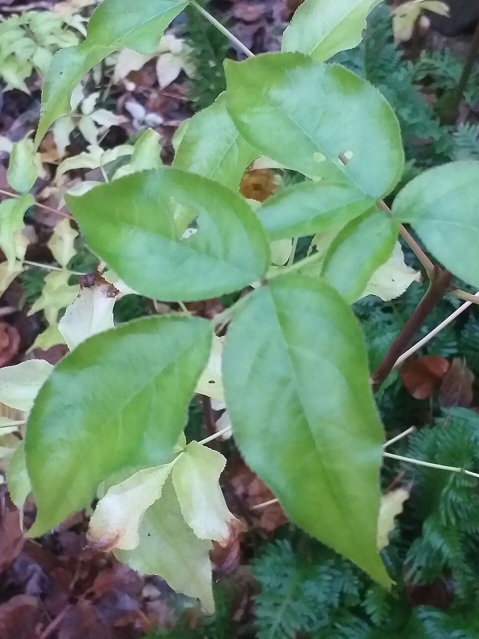 Staphylea colchica leaf
