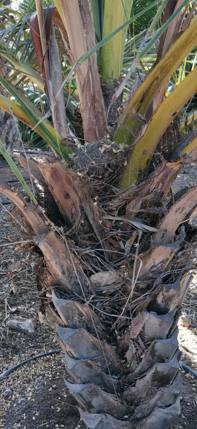 Jubaeopsis caffra bark