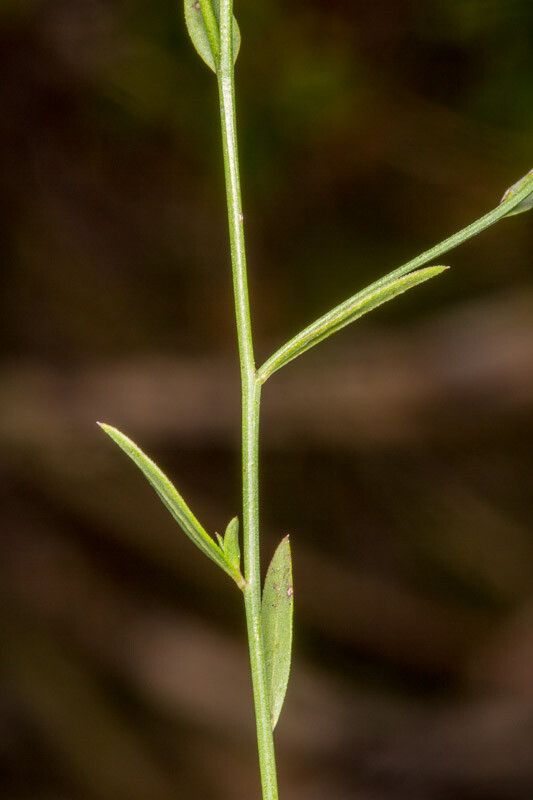 Linum trigynum leaf