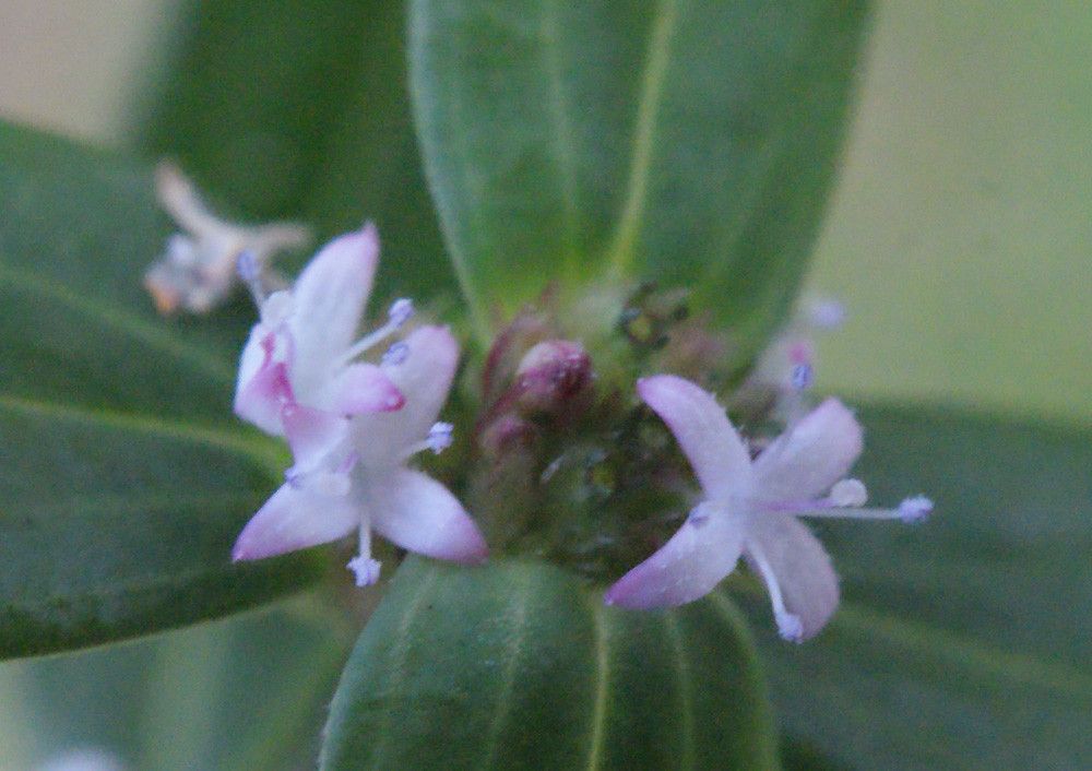 Spermacoce assurgens flower