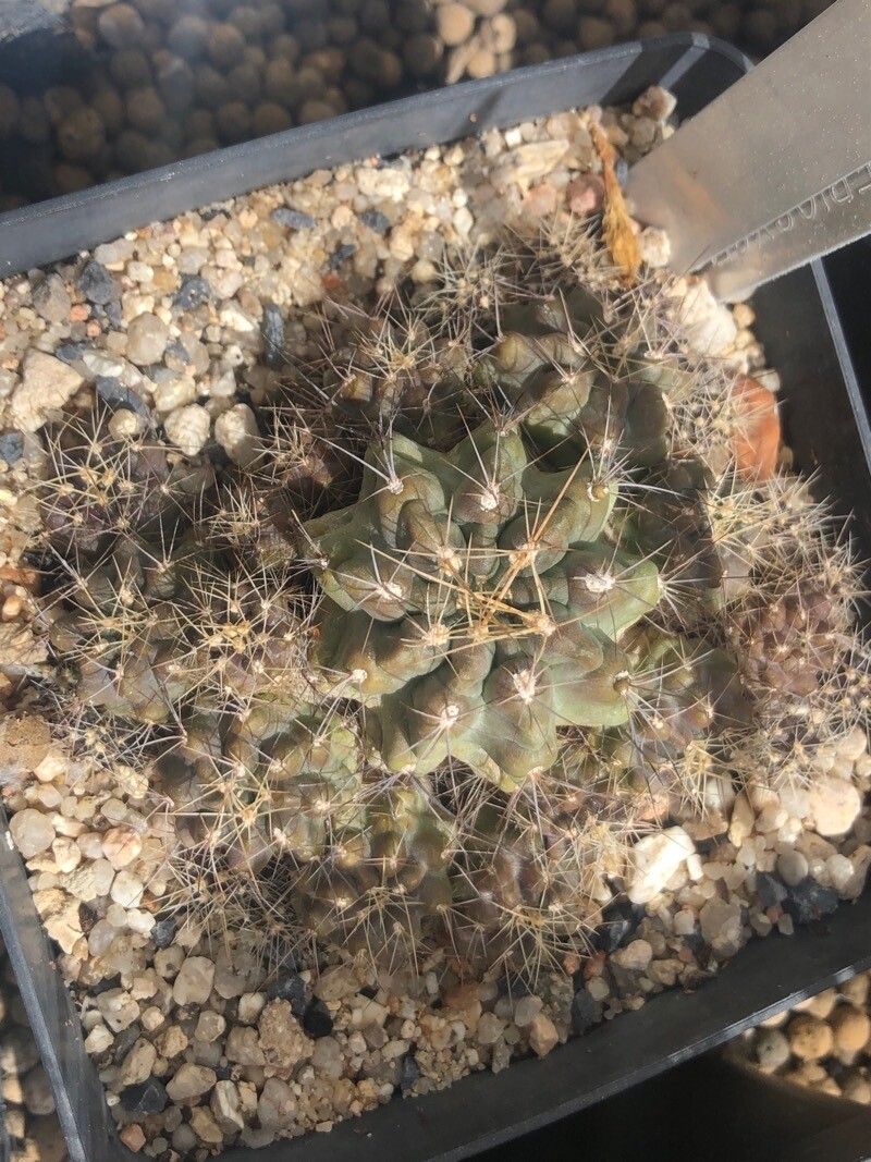 Eriosyce aspillagae — related species from the same genus