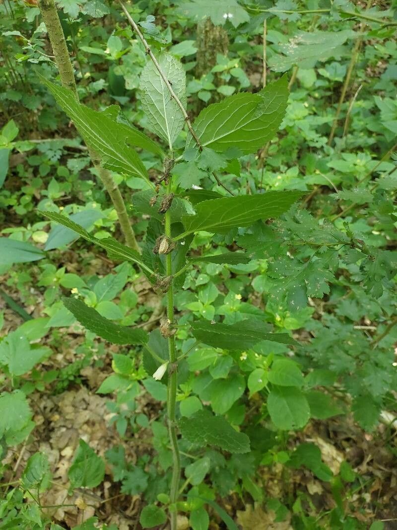 Melittis melissophyllum fruit