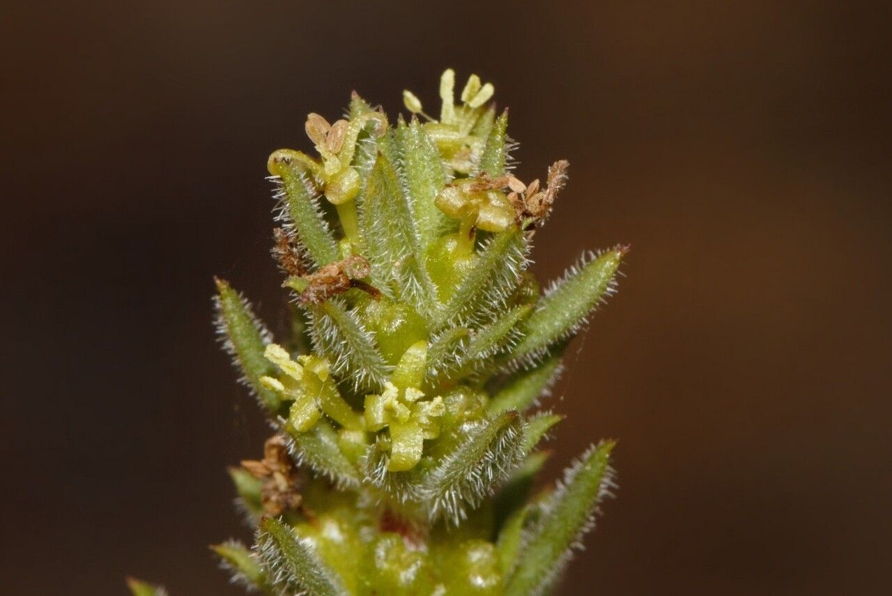 Anthospermum ternatum flower