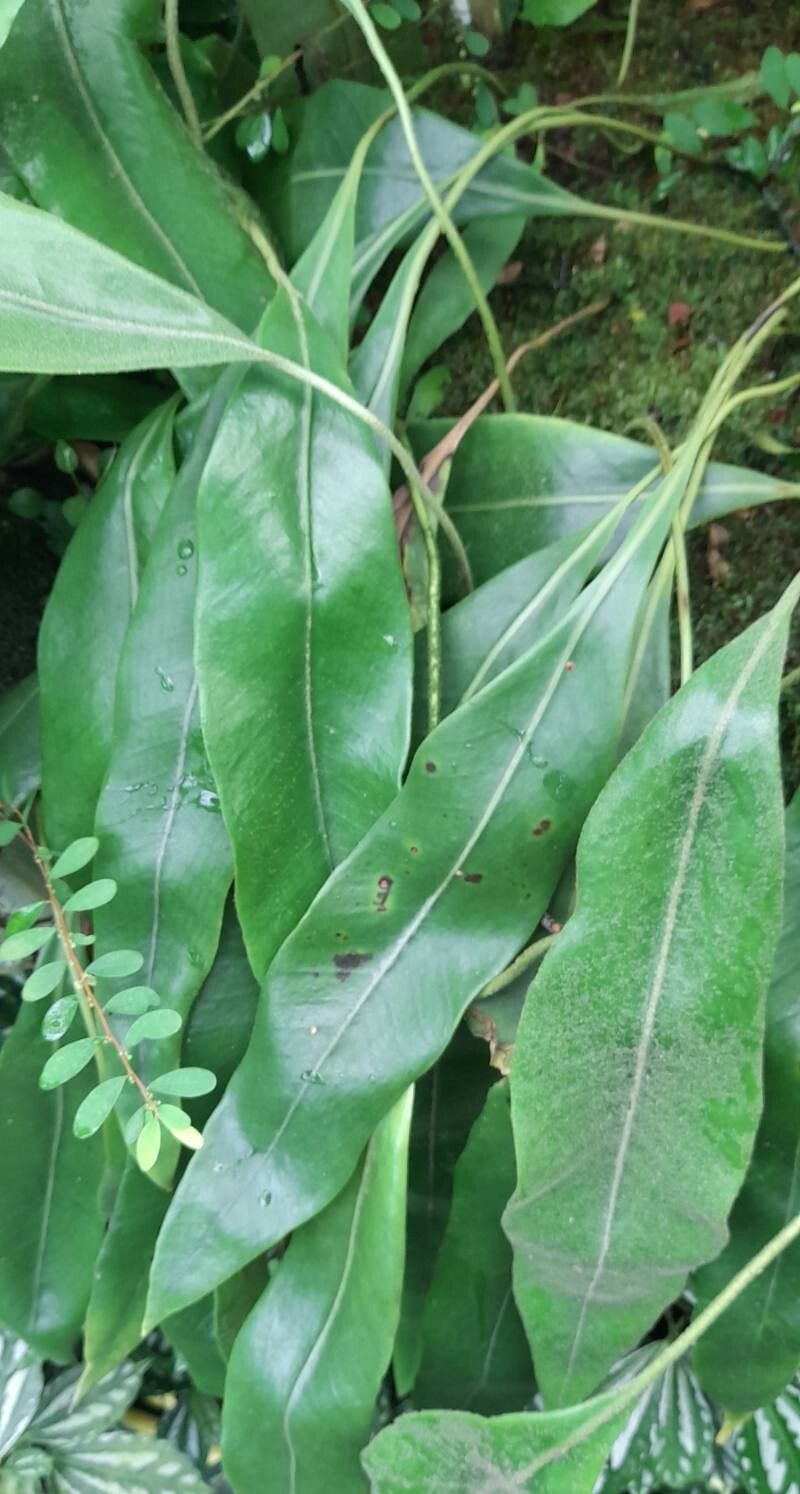 Pyrrosia angustata habit