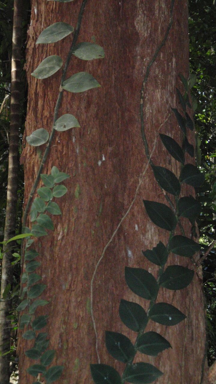 Rhaphidophora hayi habit