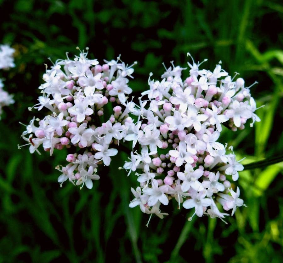 Valeriana dioica flower