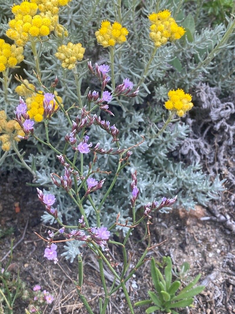 Limonium tremolsii — houseplant care guide