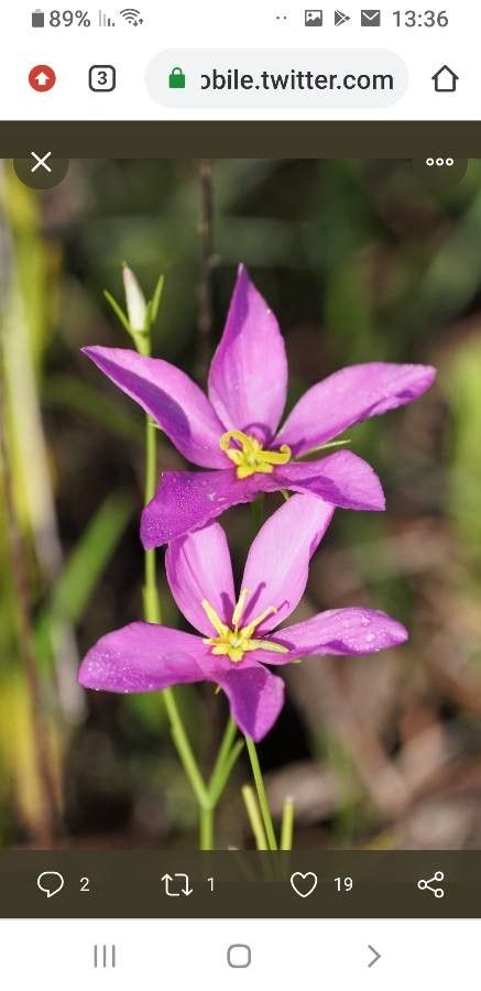 Sabatia campanulata — related species from the same genus