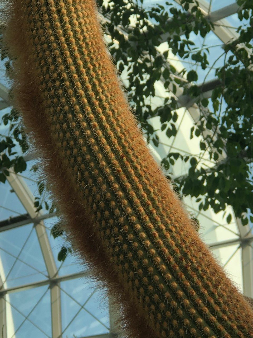 Espostoa guentheri fruit