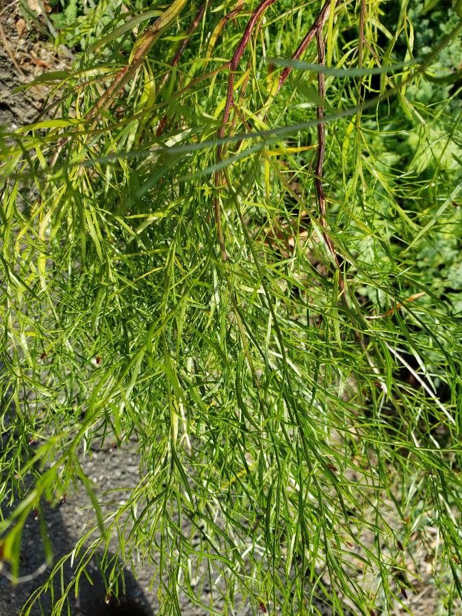 Peucedanum officinale leaf