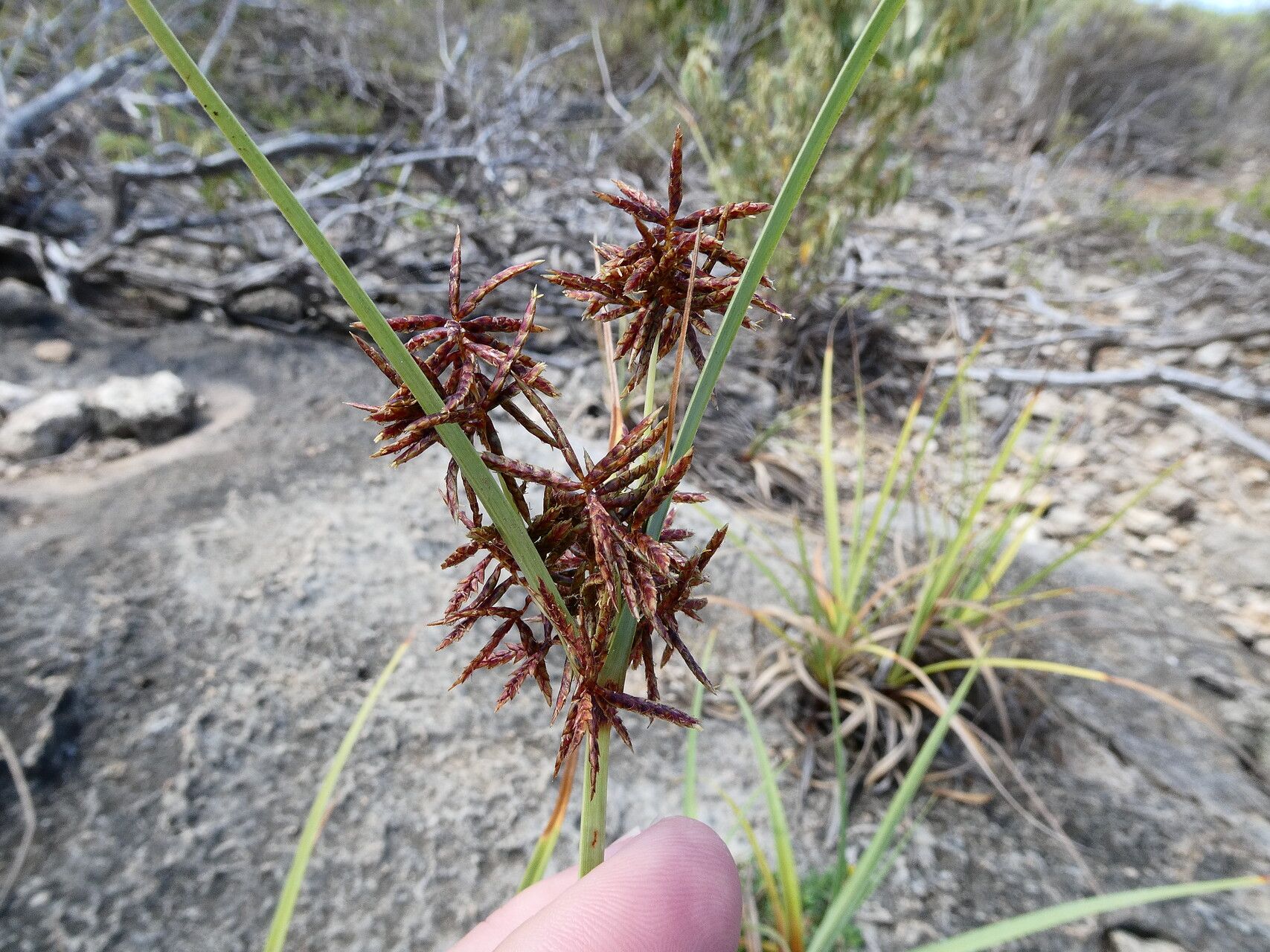 Cyperus planifolius — houseplant care guide