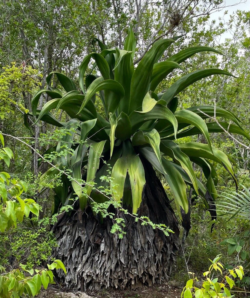 Agave caymanensis — houseplant care guide