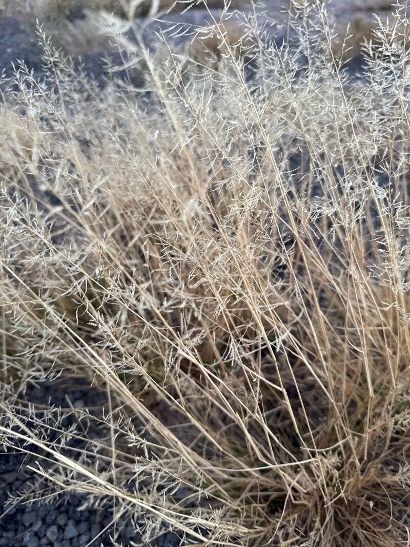 Eragrostis lehmanniana — search result for 'Eragrostis'