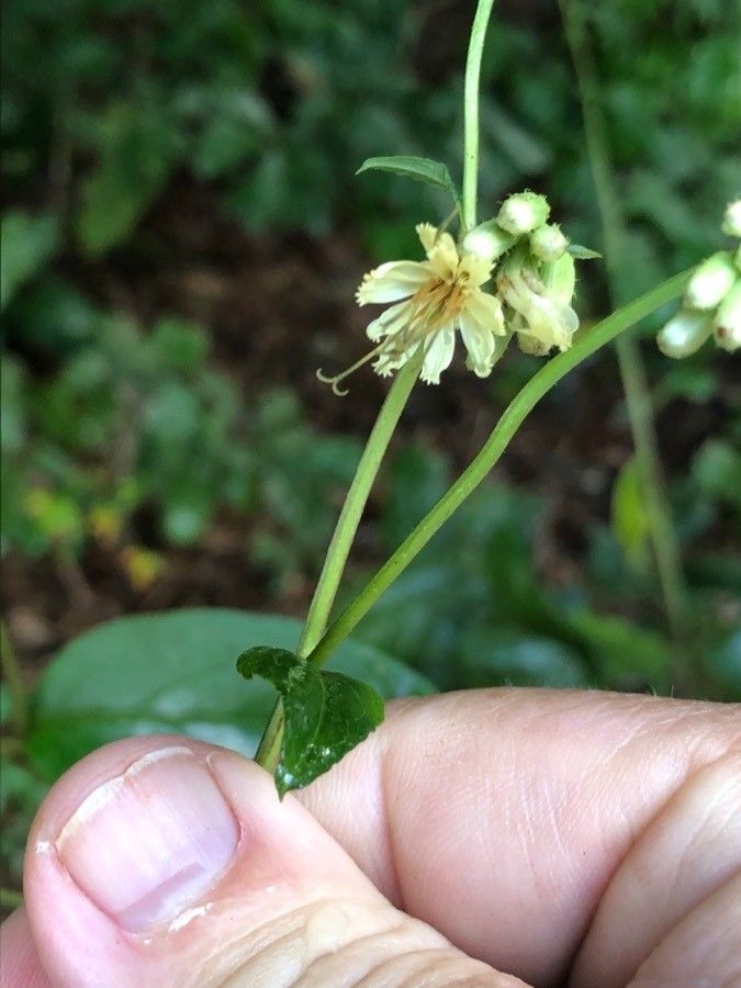 Vaccinium stamineum flower