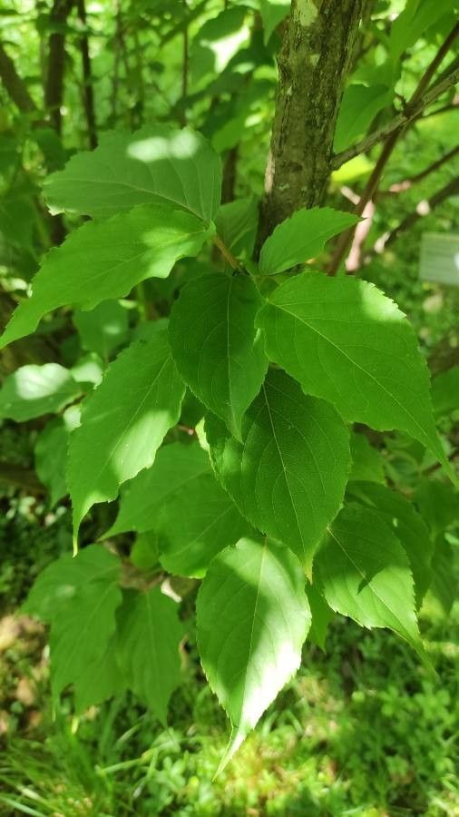 Stachyurus chinensis — houseplant care guide