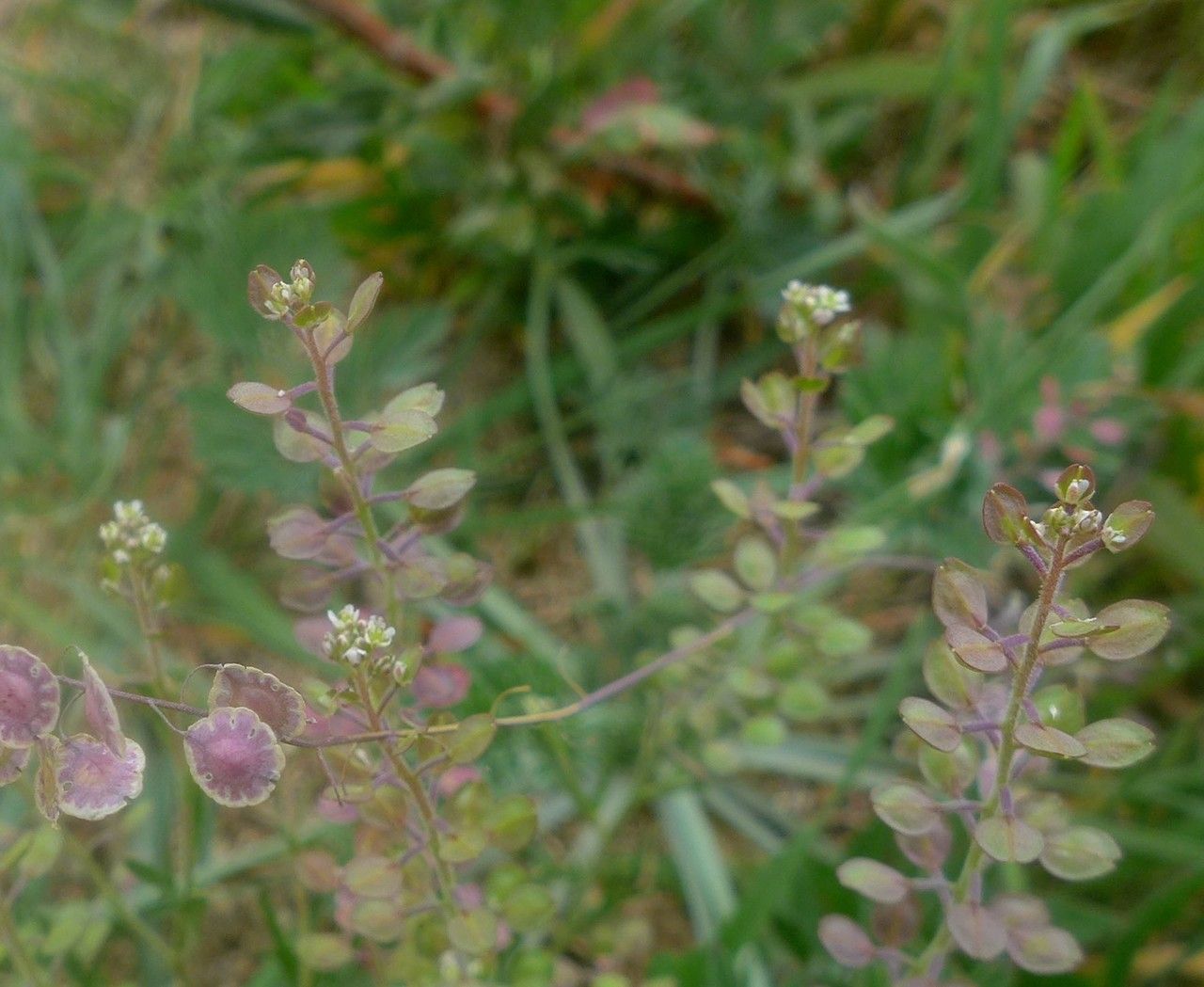 Thysanocarpus curvipes habit