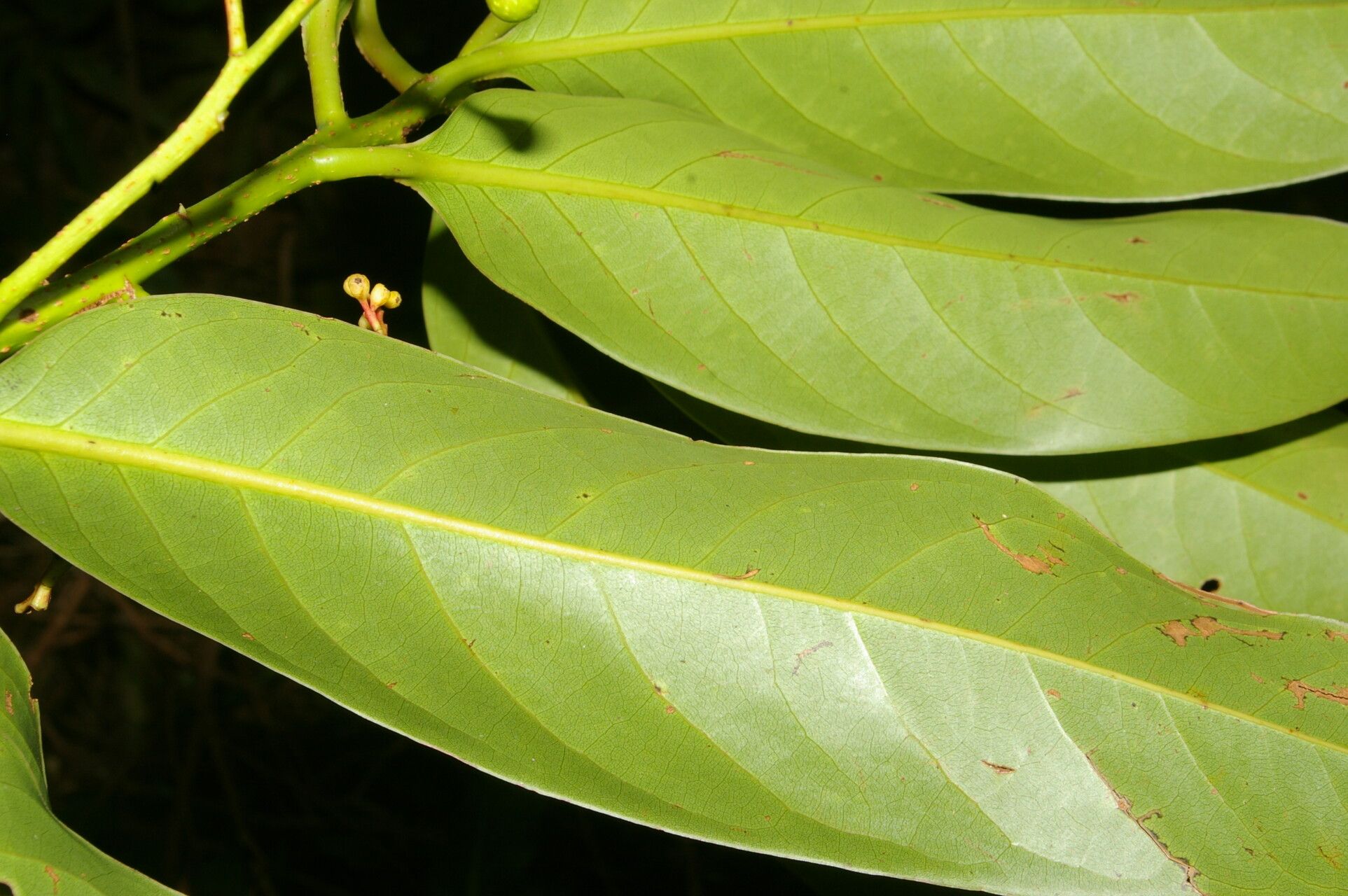Licaria nitida leaf