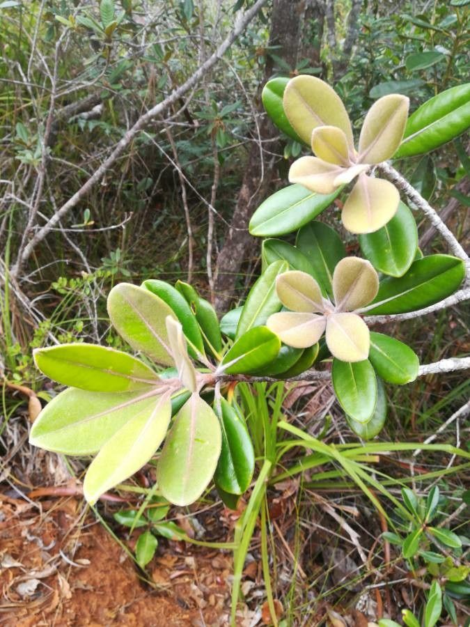 Eugenia gacognei — houseplant care guide