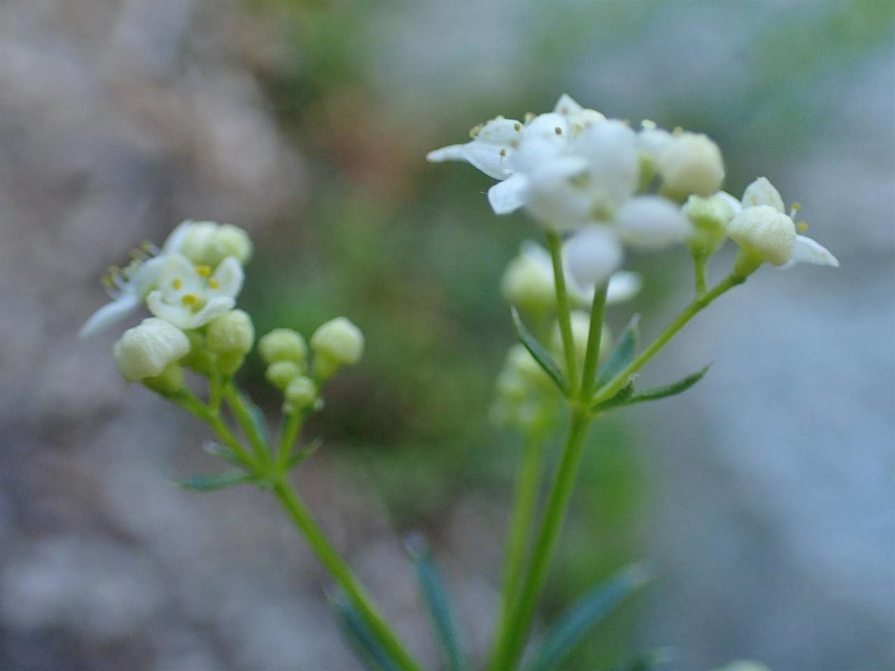 Galium pusillum fruit