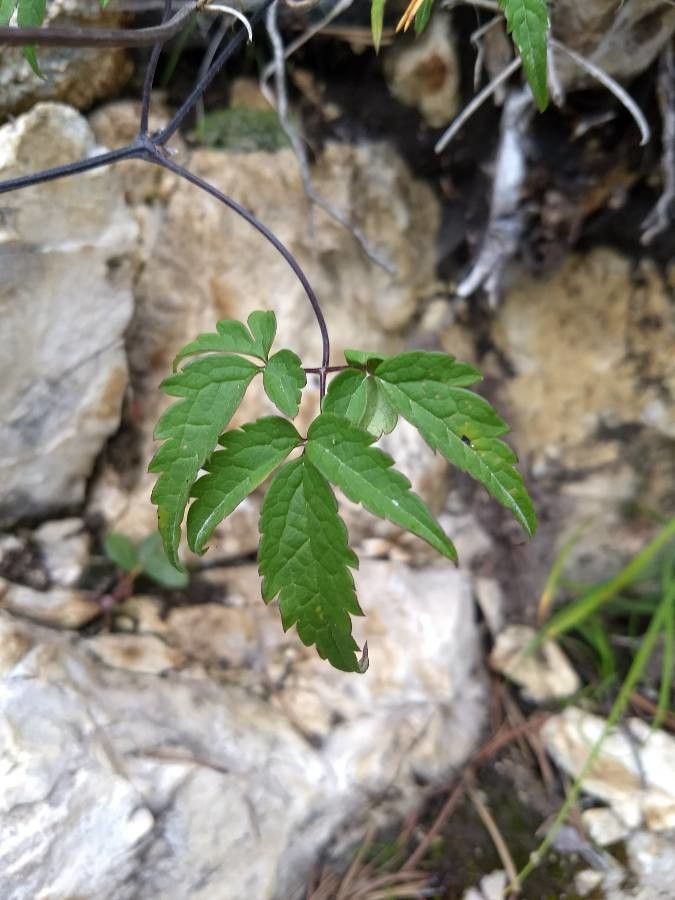 Clematis alpina leaf