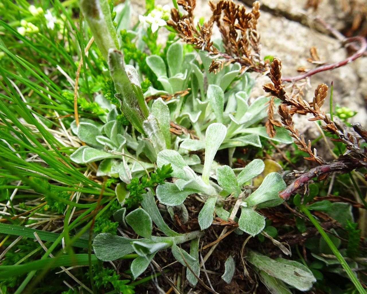 Antennaria dioica