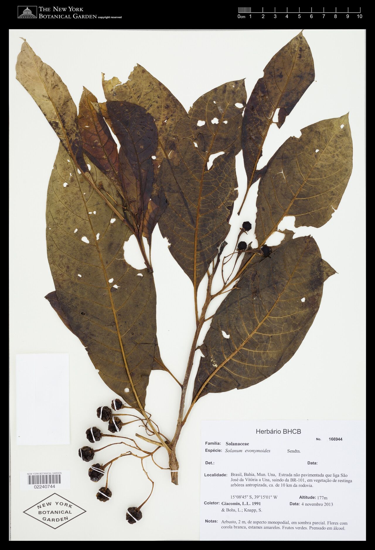 Solanum evonymoides — houseplant care guide