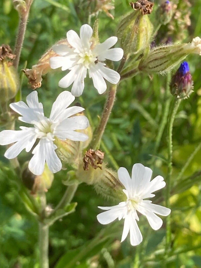 Silene dichotoma flower