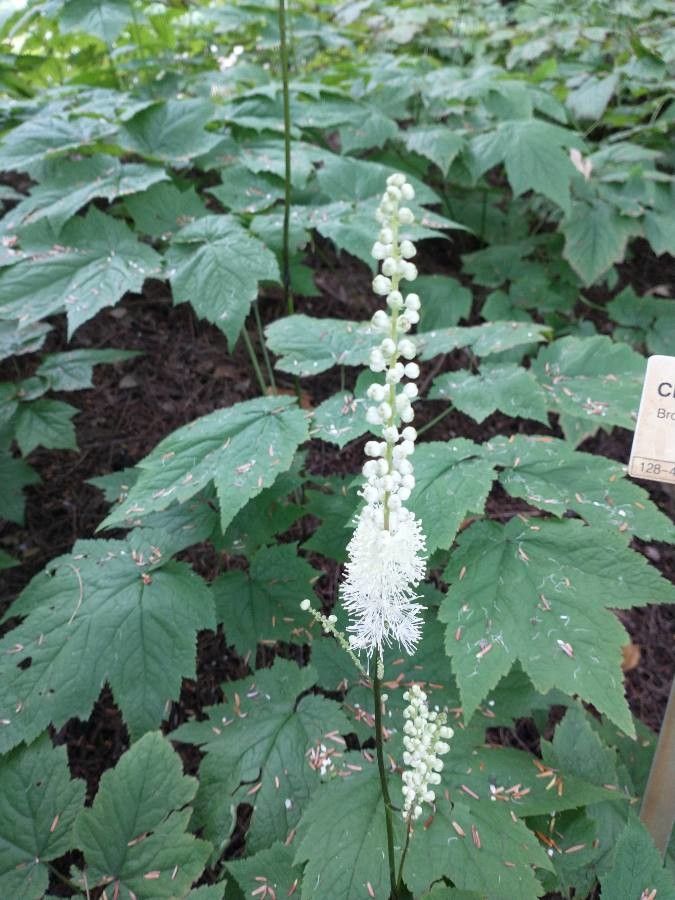 Actaea spicata flower