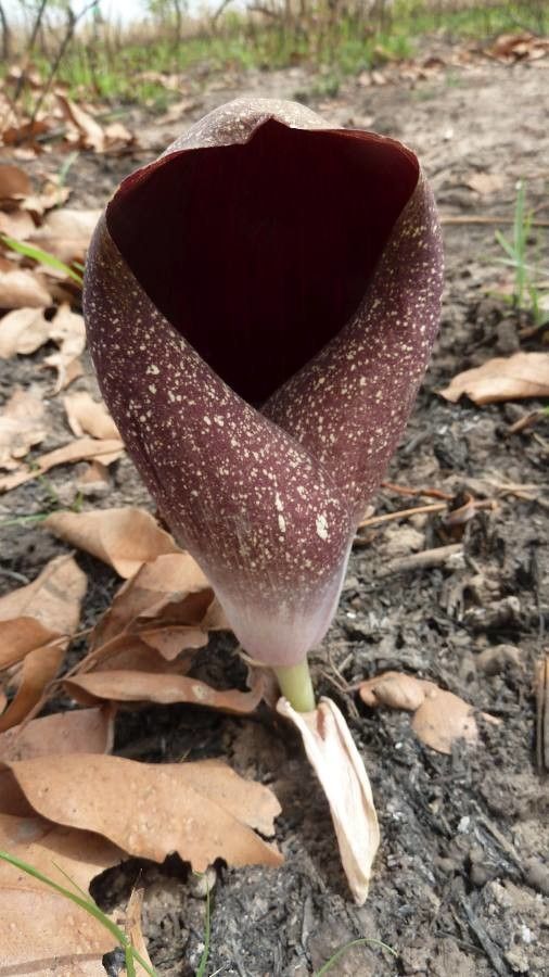 Amorphophallus dracontioides — search result for 'Amorphophallus'