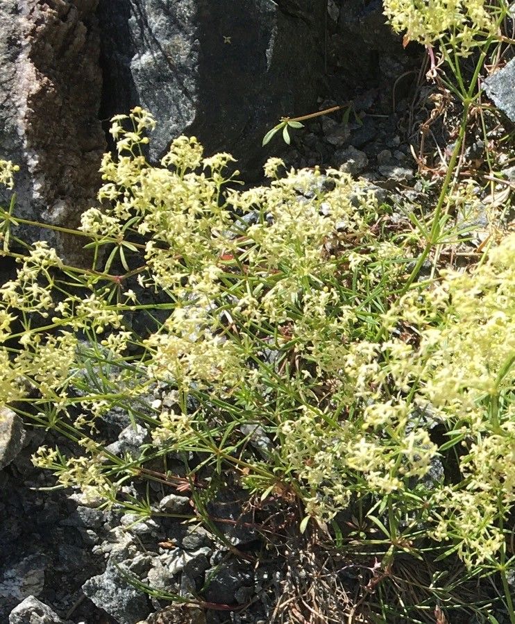 Galium obliquum flower