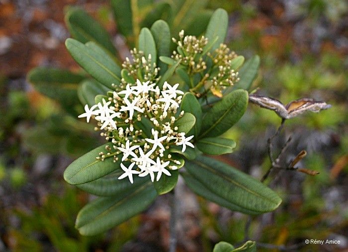 Alstonia coriacea — search result for 'Alstonia'