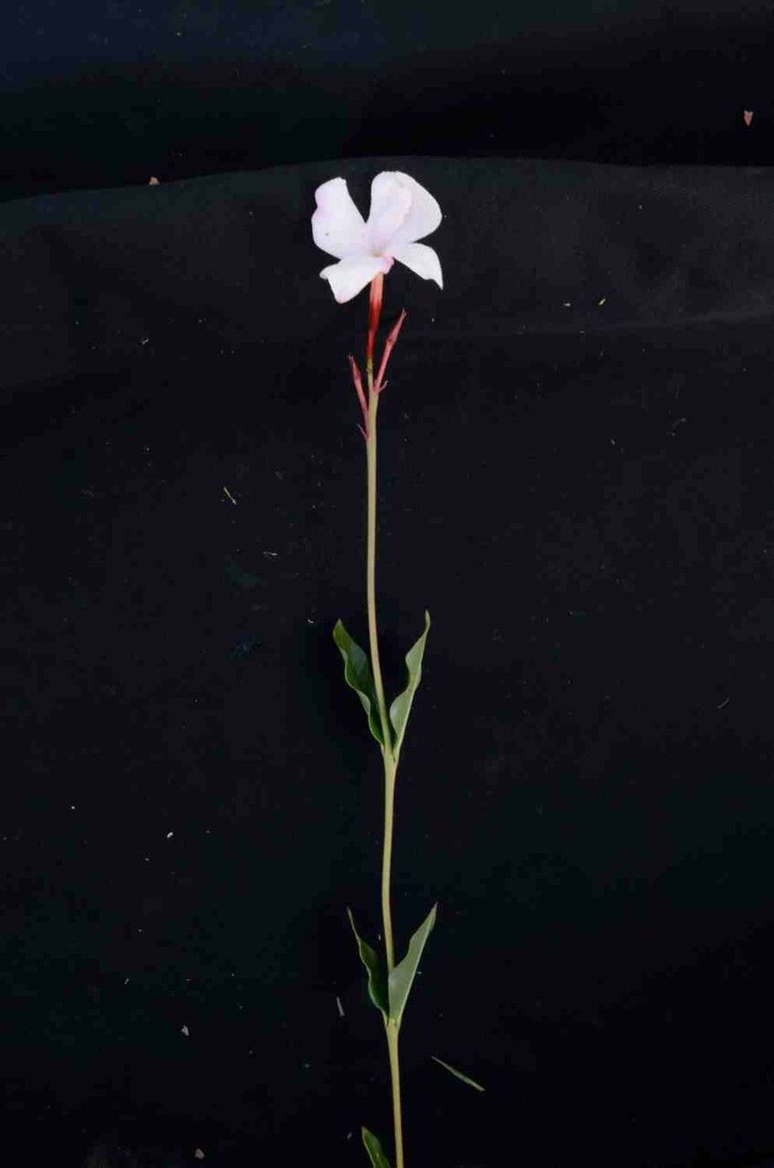 Mandevilla novocapitalis flower