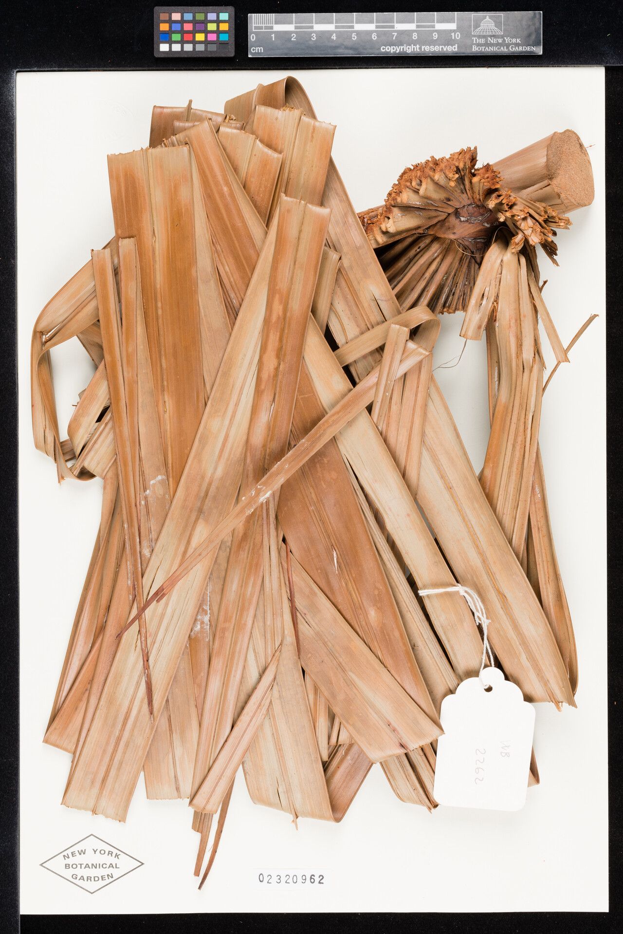 Mauritia carana fruit