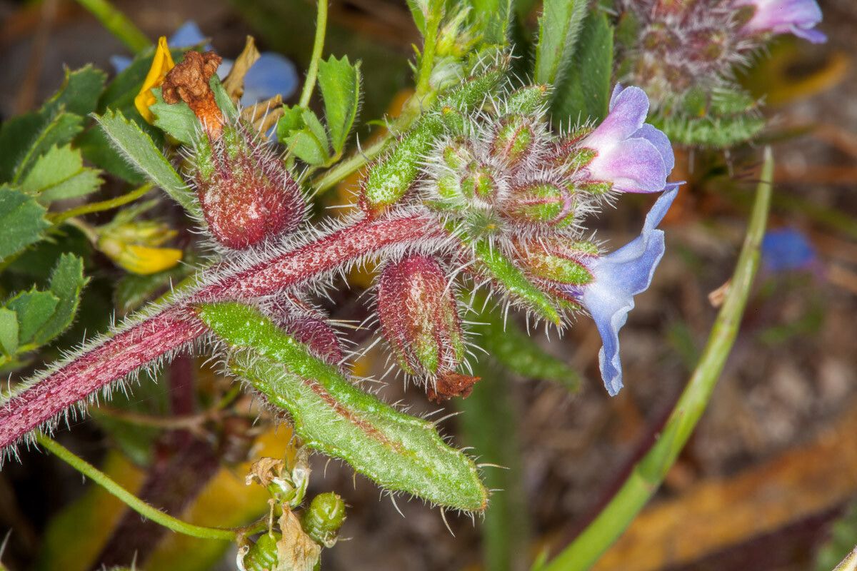 Anchusa crispa bark