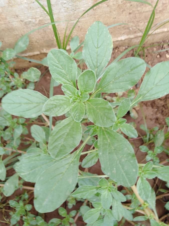 Amaranthus blitoides