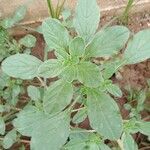 Amaranthus blitoides
