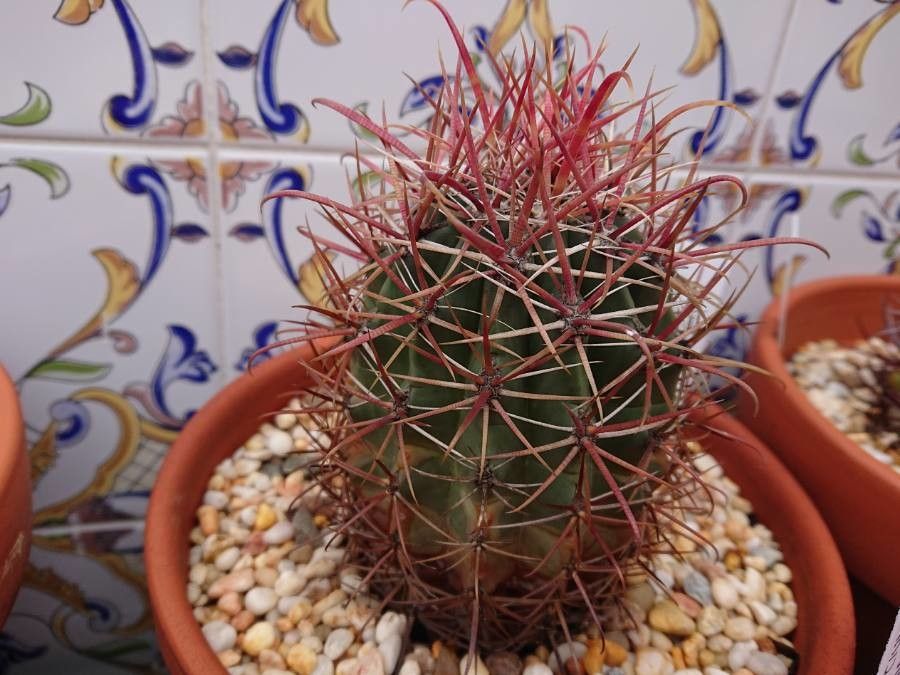 Ferocactus gracilis bark