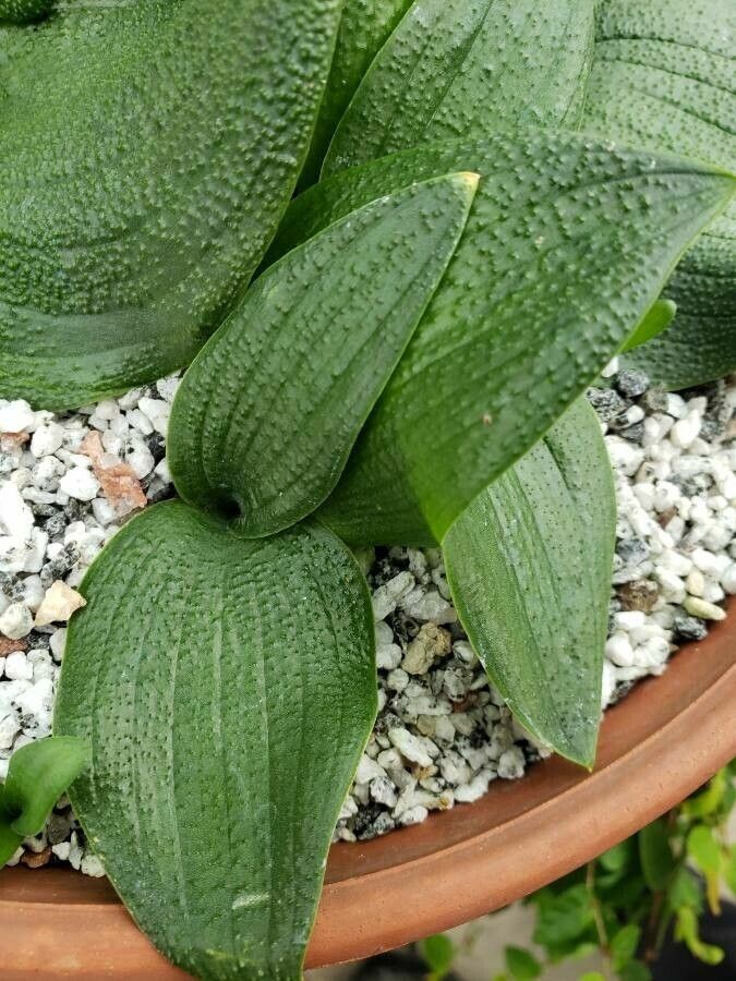 Massonia depressa — houseplant care guide