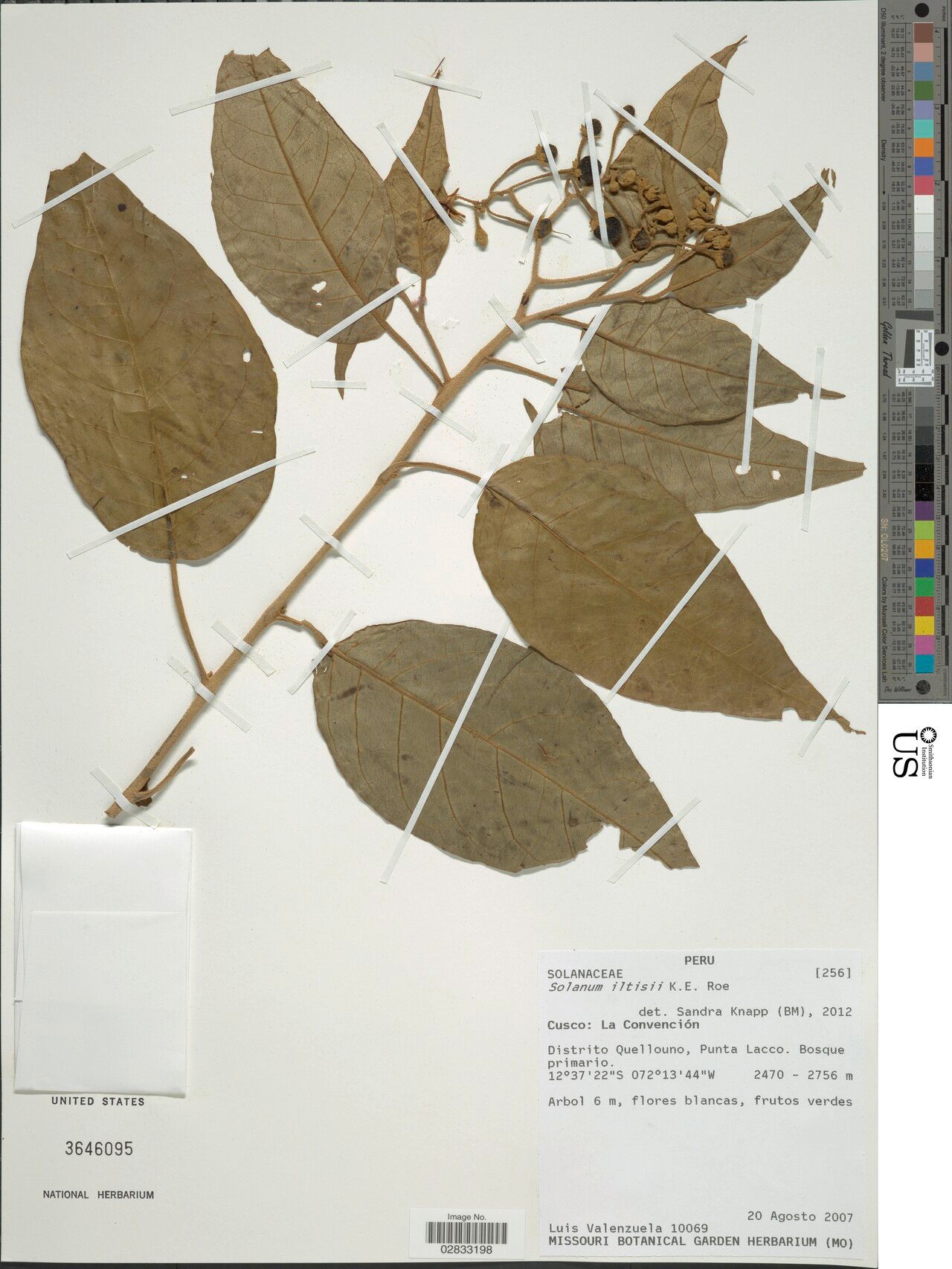 Solanum iltisii — houseplant care guide