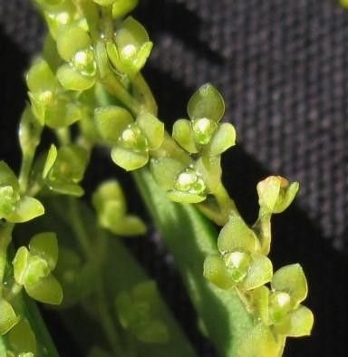 Stelis hymenantha fruit