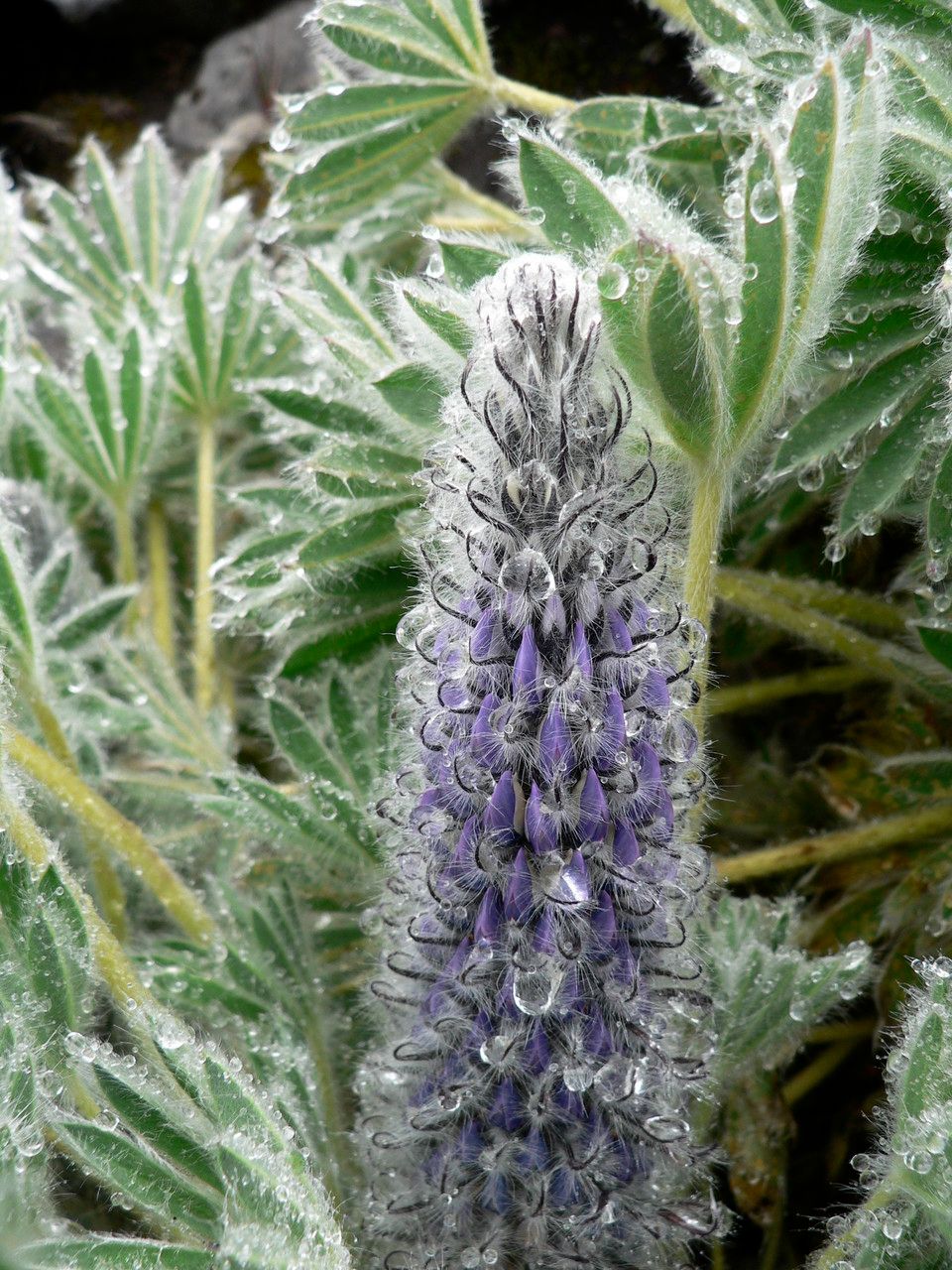 Lupinus nubigenus flower