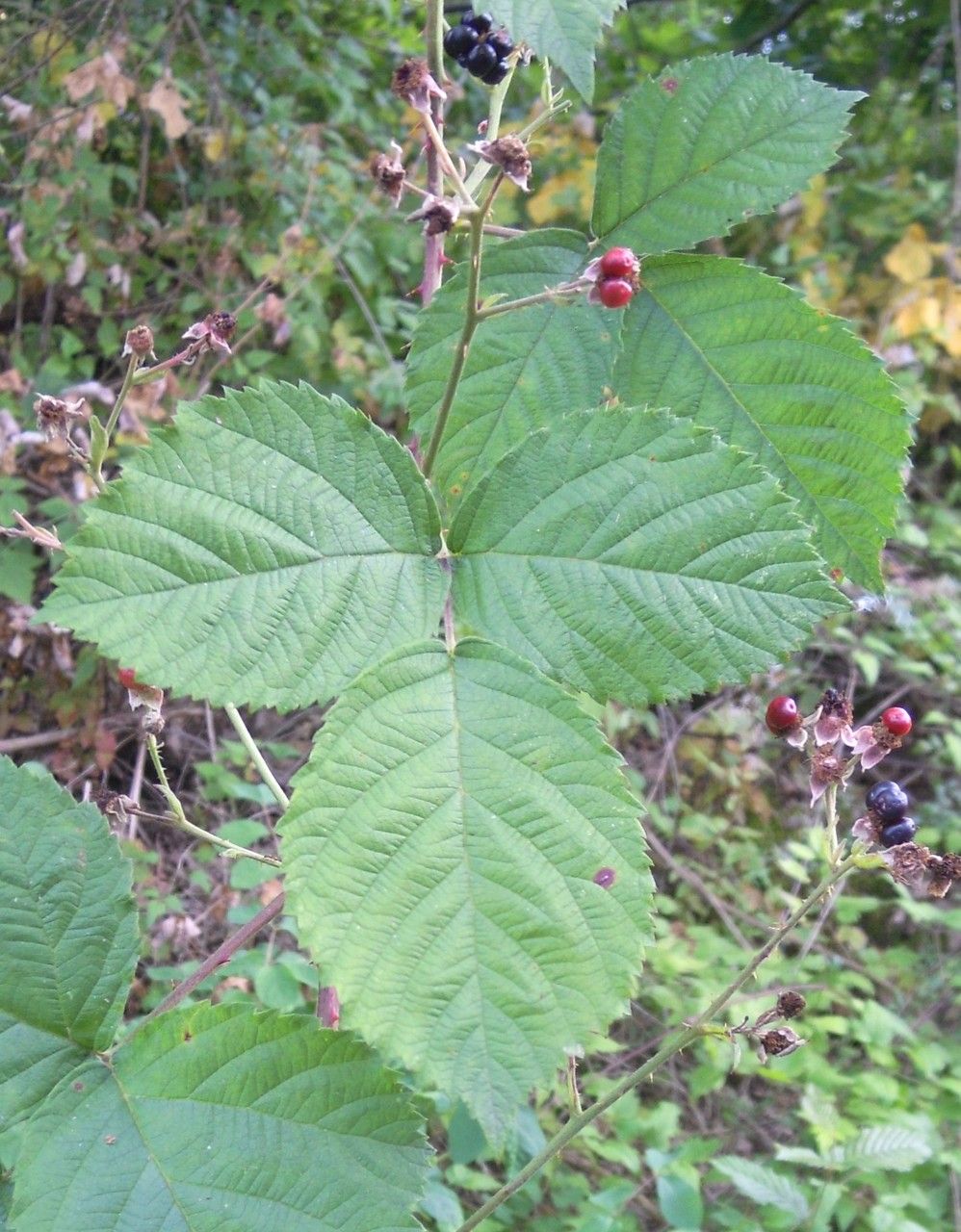 Rubus scabrosus leaf