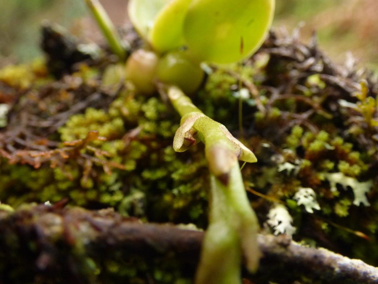Bulbophyllum elliotii flower
