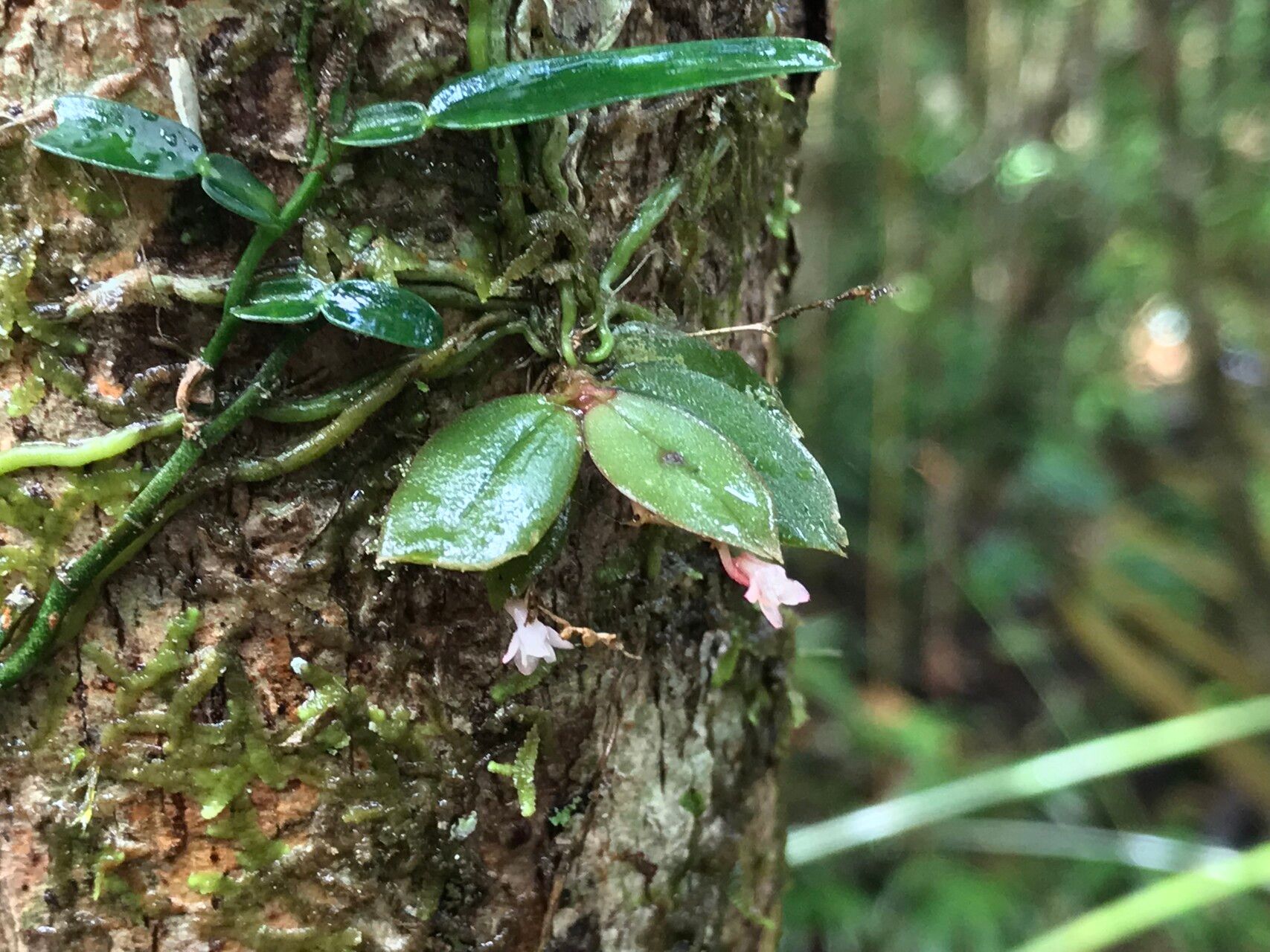 Angraecum rubellum — houseplant care guide