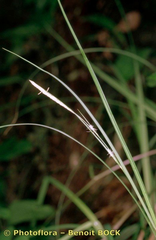 Carex grioletii fruit