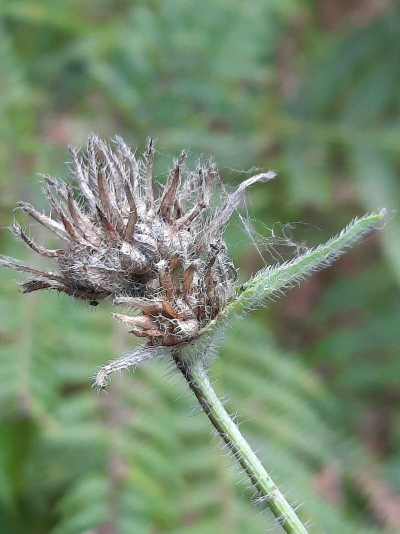 Campanula lingulata fruit