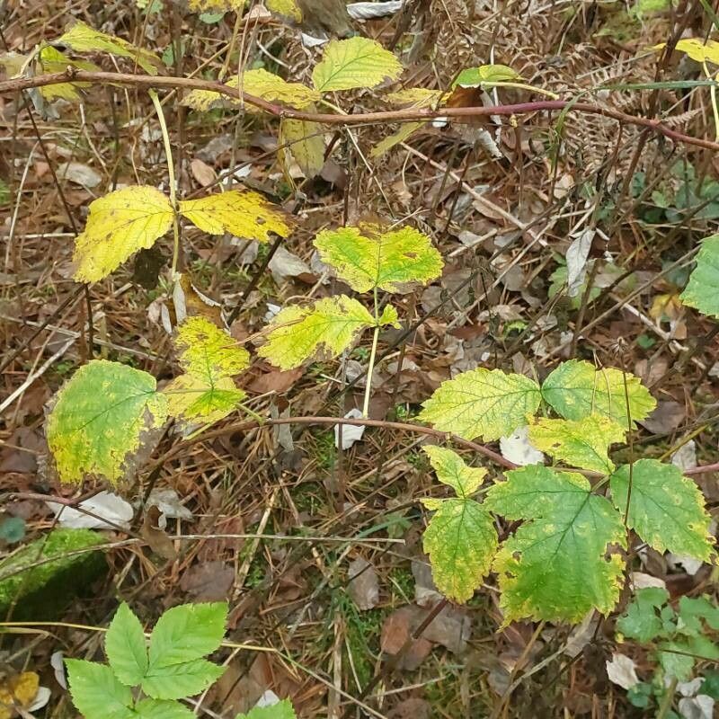 Rubus × idaeoides — houseplant care guide