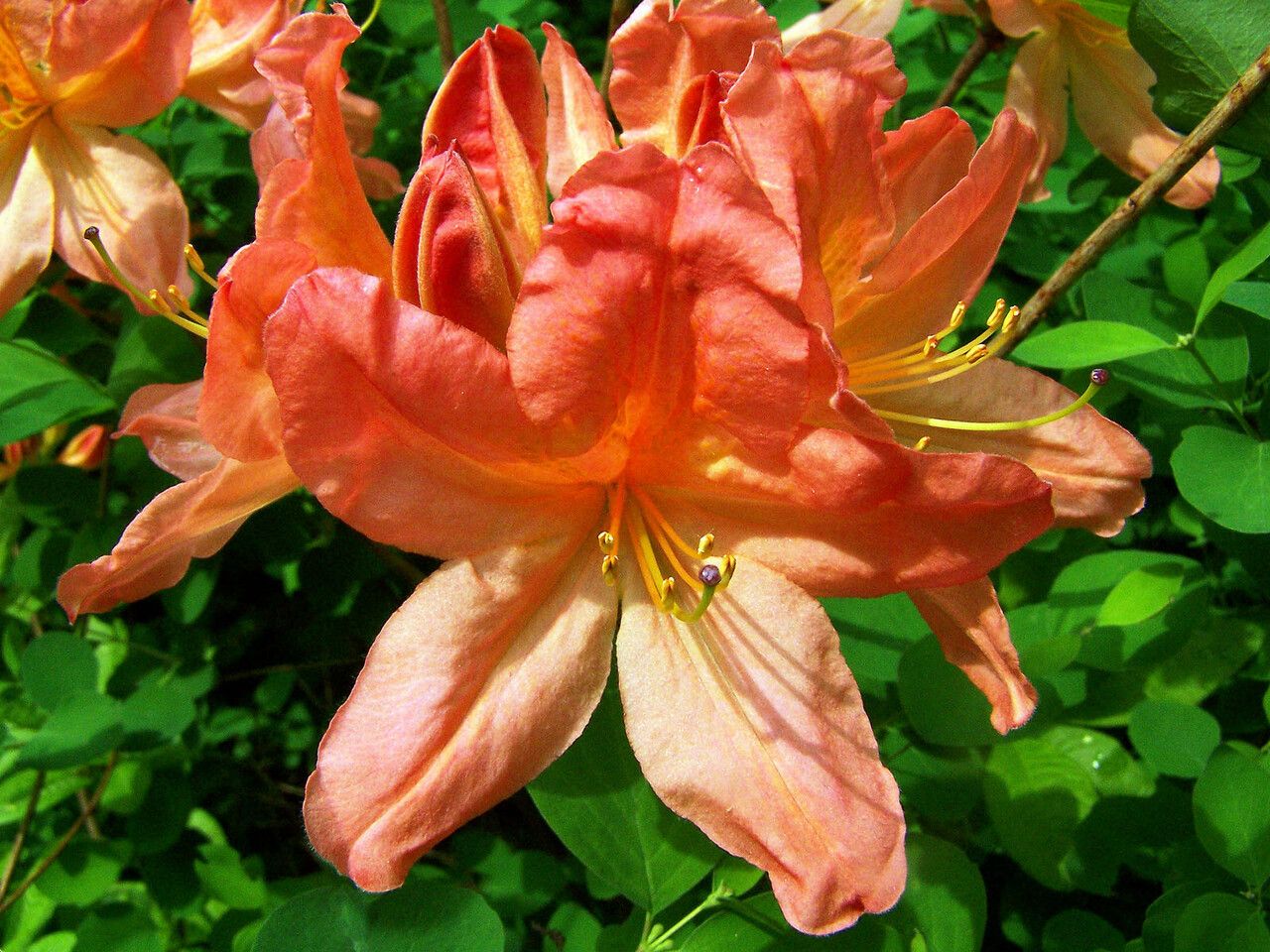 Rhododendron japonicum flower