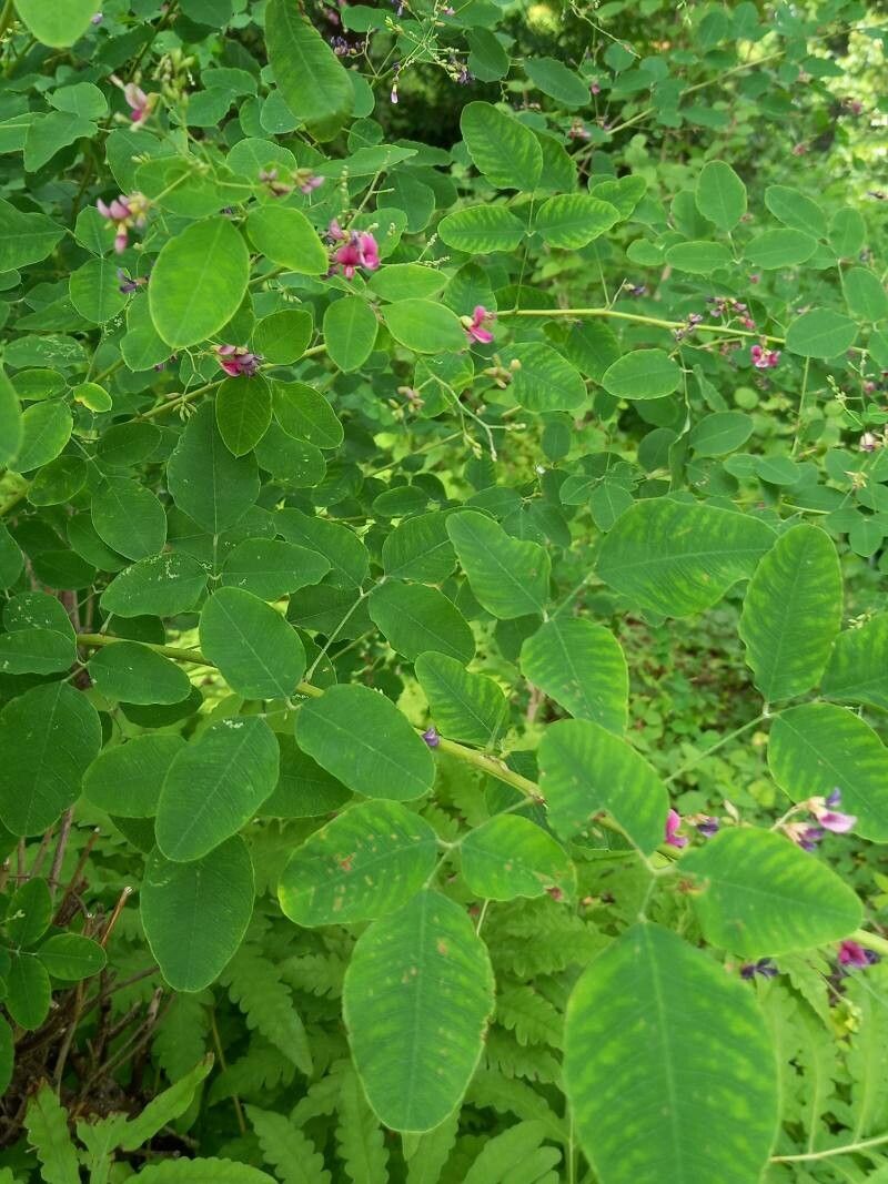 Lespedeza bicolor leaf